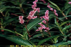 Polygonum glabrum